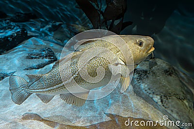 Atlantic Cod - Gadus morhua Stock Photo