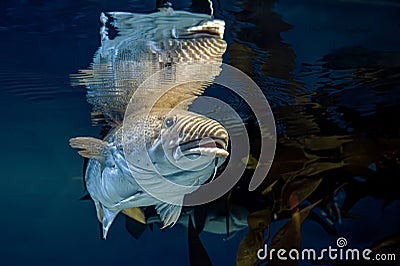 Atlantic Cod - Gadus morhua Stock Photo