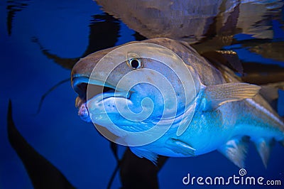 Atlantic Cod - Gadus morhua, Stock Photo