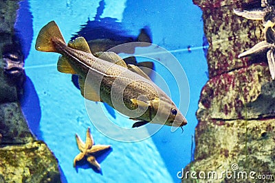 Atlantic cod Gadus morhua in blue water among rocks Stock Photo