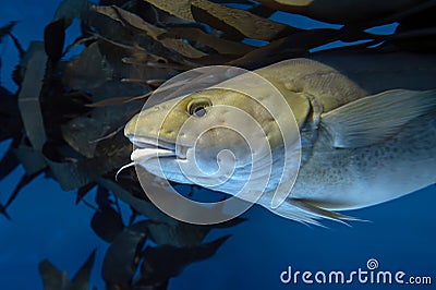 Atlantic Cod - Gadus morhua Stock Photo