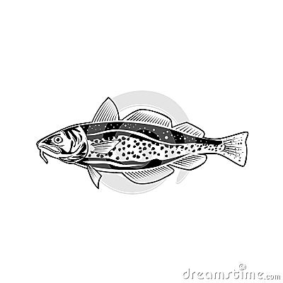 Atlantic Cod Gadus Morhua or Codling Side View Retro Style Black and White Vector Illustration