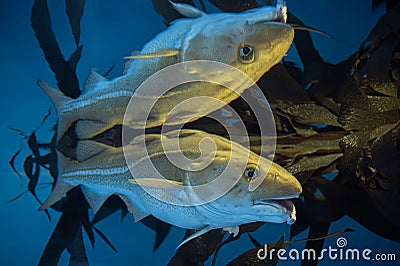 Atlantic Cod - Gadus morhua, Stock Photo