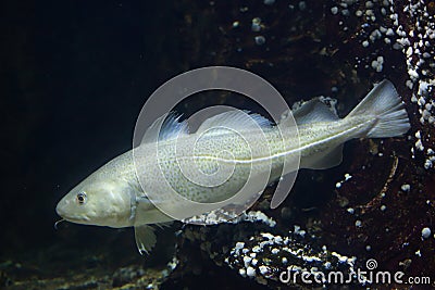 Atlantic cod Gadus morhua. Stock Photo