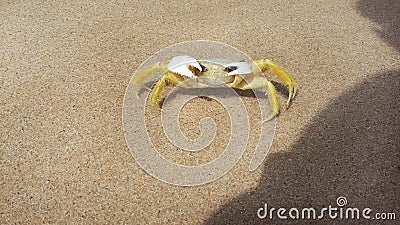 Atlantic ghost crab Ocypode quadrata in the sand Stock Photo