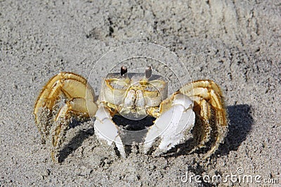 Atlantic ghost crab Stock Photo