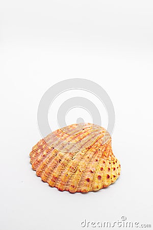 Atlantic giant cockle seashell on isolated white background Stock Photo