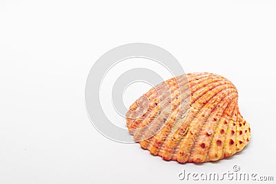 Atlantic giant cockle seashell on isolated white background Stock Photo
