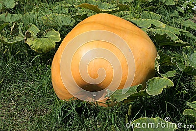 Atlantic Giant pumpkin growing in the garden Stock Photo