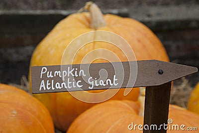 Atlantic Giant Pumpkins Stock Photo