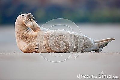 Atlantic Grey Seal, Halichoerus grypus, detail portrait, at the sand beach, cute animal in the nature coast habitat, France Stock Photo