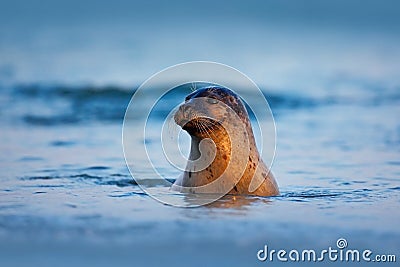 Atlantic Grey Seal, Halichoerus grypus, portrait in the dark blue water wit morning sun, animal swimming in the ocean waves, Helgo Stock Photo