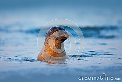 Atlantic Grey Seal, Halichoerus grypus, portrait in the dark blue water wit morning sun, animal swimming in the ocean waves, Helgo Stock Photo