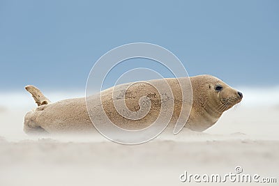 Atlantic Grey Seal Pup Halichoerus grypus Stock Photo