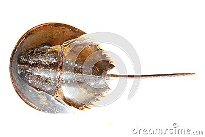 Atlantic horseshoe crab Stock Photo