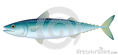 Atlantic Mackerel Vector Illustration