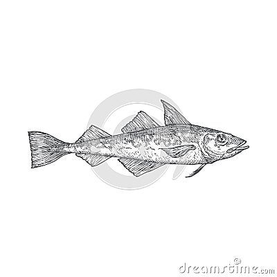 Atlantic Pollock Hand Drawn Doodle Vector Illustration. Abstract Fish Sketch. Engraving Style Drawing. Isolated Vector Illustration