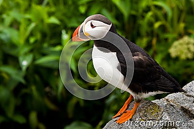 Atlantic Puffin Stock Photo