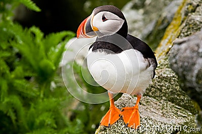 Atlantic Puffin Stock Photo