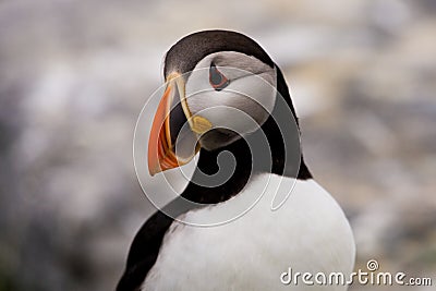 Atlantic Puffin Stock Photo