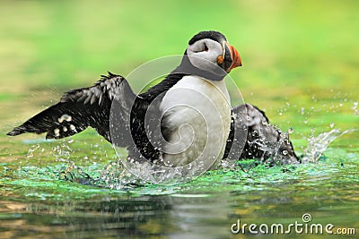 Atlantic puffin Stock Photo