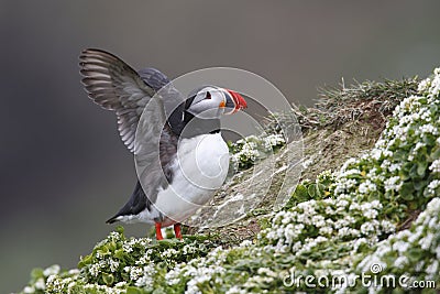 Atlantic Puffin Stock Photo