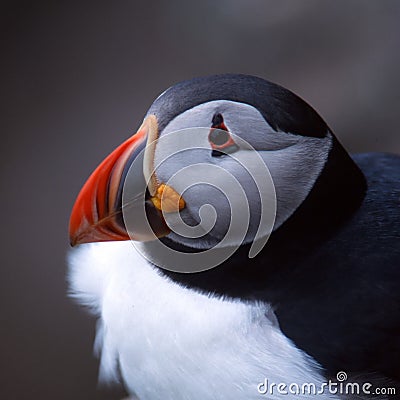 Atlantic Puffin Stock Photo