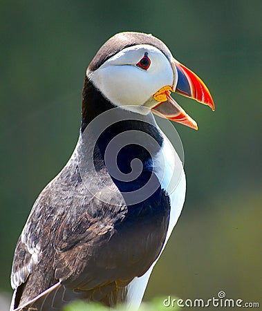 Atlantic Puffin Stock Photo