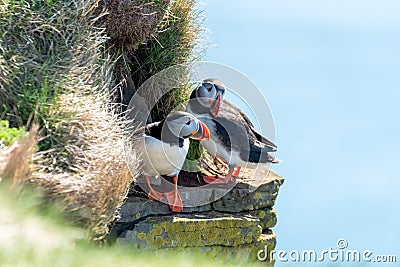 Atlantic puffin/Alca arctica closeup wildlife bird portrait in the steep cliffs of Latrabjarg Stock Photo