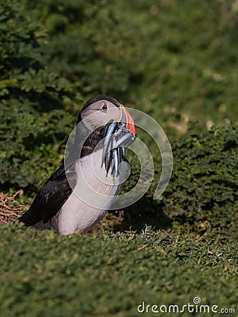 Atlantic Puffin with beak full of sandeals 3 Stock Photo