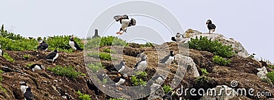 An Atlantic Puffin colony with many birds Stock Photo