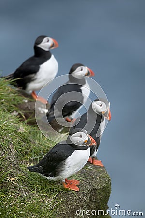 Atlantic Puffin or Common Puffin Stock Photo