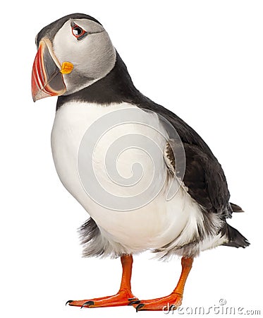 Atlantic Puffin or Common Puffin Stock Photo