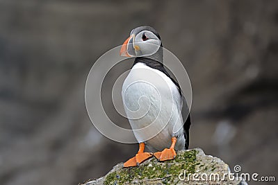 Atlantic puffin, fratercula arctica Stock Photo