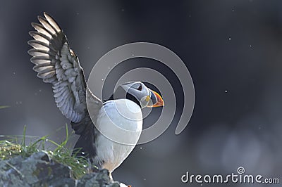 Atlantic puffin, fratercula arctica Stock Photo