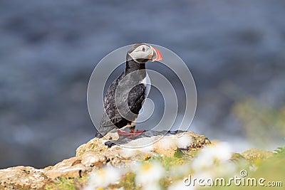 Atlantic Puffin (Fratercula arctica) on cliff top Stock Photo