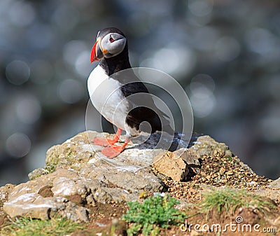 Atlantic Puffin (Fratercula arctica) on cliff top Stock Photo