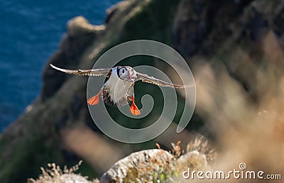 Atlantic puffin (Fratercula arctica) flying with fish in its beak on the island of Runde (Norway Stock Photo