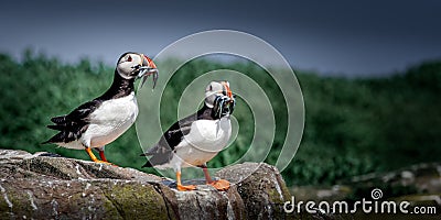 This is the Atlantic Puffin Fratercula arctica seen here returning from a foraging trip for food with its favourite food Stock Photo