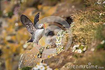 The Atlantic puffin, Fratercula arctica is sitting in the grass very clouse to its nesting hole. It is typical nesting habitat in Stock Photo