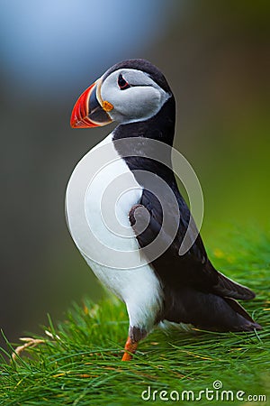 Atlantic puffin in grass, Iceland Stock Photo