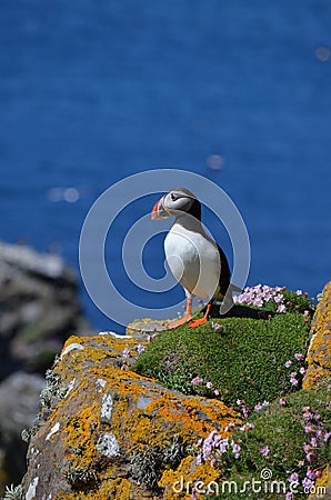 Atlantic Puffin, Isle of Lunga, Argyll, Scotland. Stock Photo