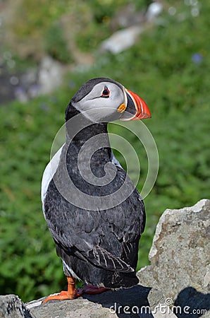 Atlantic Puffin, Isle of Lunga, Argyll, Scotland. Stock Photo