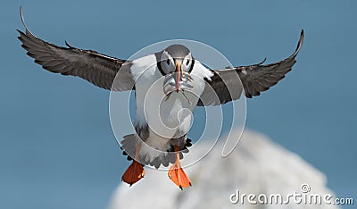 Atlantic Puffin Stock Photo