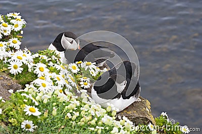 Atlantic puffin pair rests at Latrabjarg Cliffs, Iceland Stock Photo