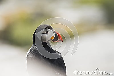 Atlantic Puffin portrait with blurred background Stock Photo