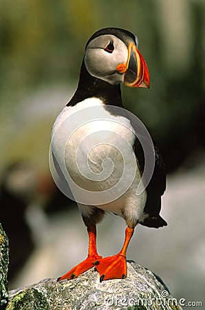 Atlantic Puffin on Rock Stock Photo