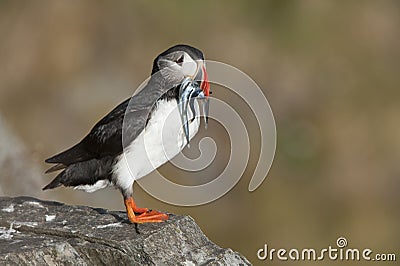 Atlantic Puffin on rock with fish in beak Runde island Norway Stock Photo