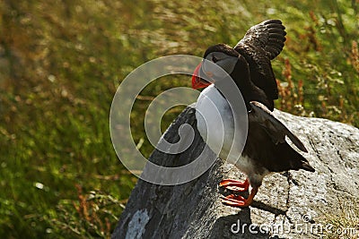 Atlantic puffin seen in Runde island in Norway sitting on the cliff, Plenty of space left for copy, cute bird, lovely Stock Photo