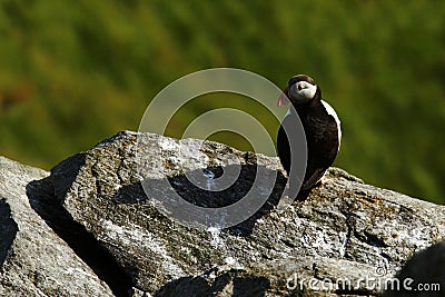 Atlantic puffin seen in Runde island in Norway sitting on the cliff, Plenty of space left for copy, cute bird, lovely Stock Photo